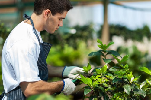 Professional arborist services for crown reduction and tree maintenance in Elephant and Castle